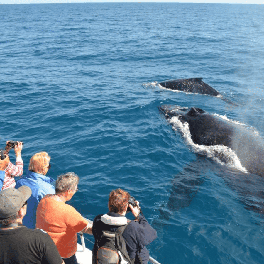 Whale Watching from Carenero Port Samaná | Cayo Levantado Tour
