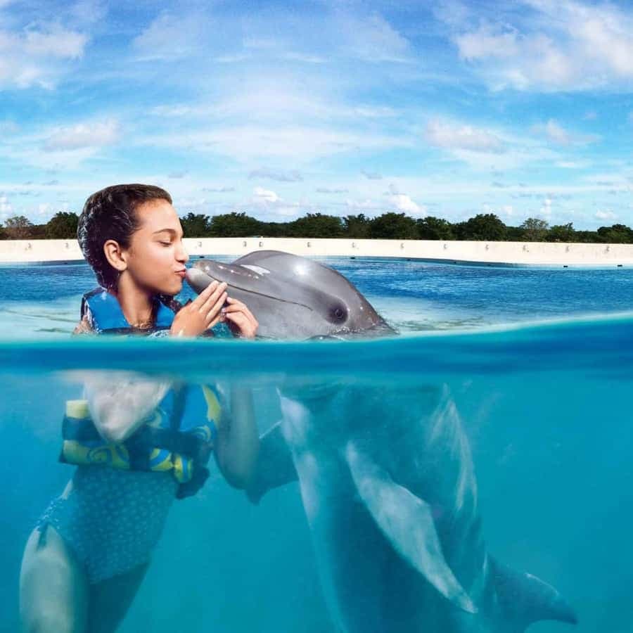Punta Cana: Dolphin Discovery Park with Hotel Transfers