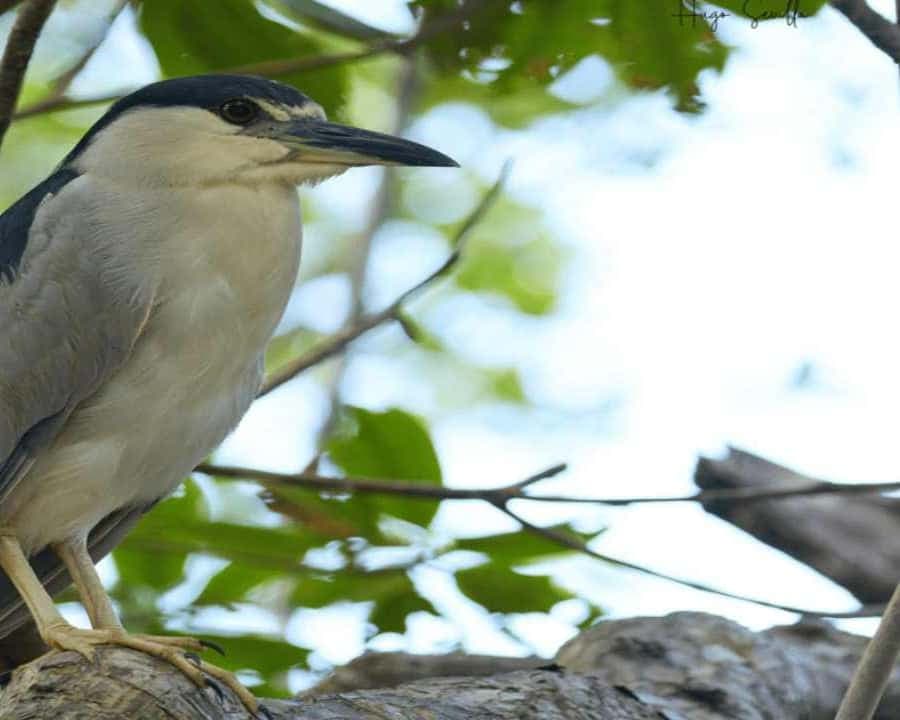 Bayahibe: Birdwatching Tour with Guide