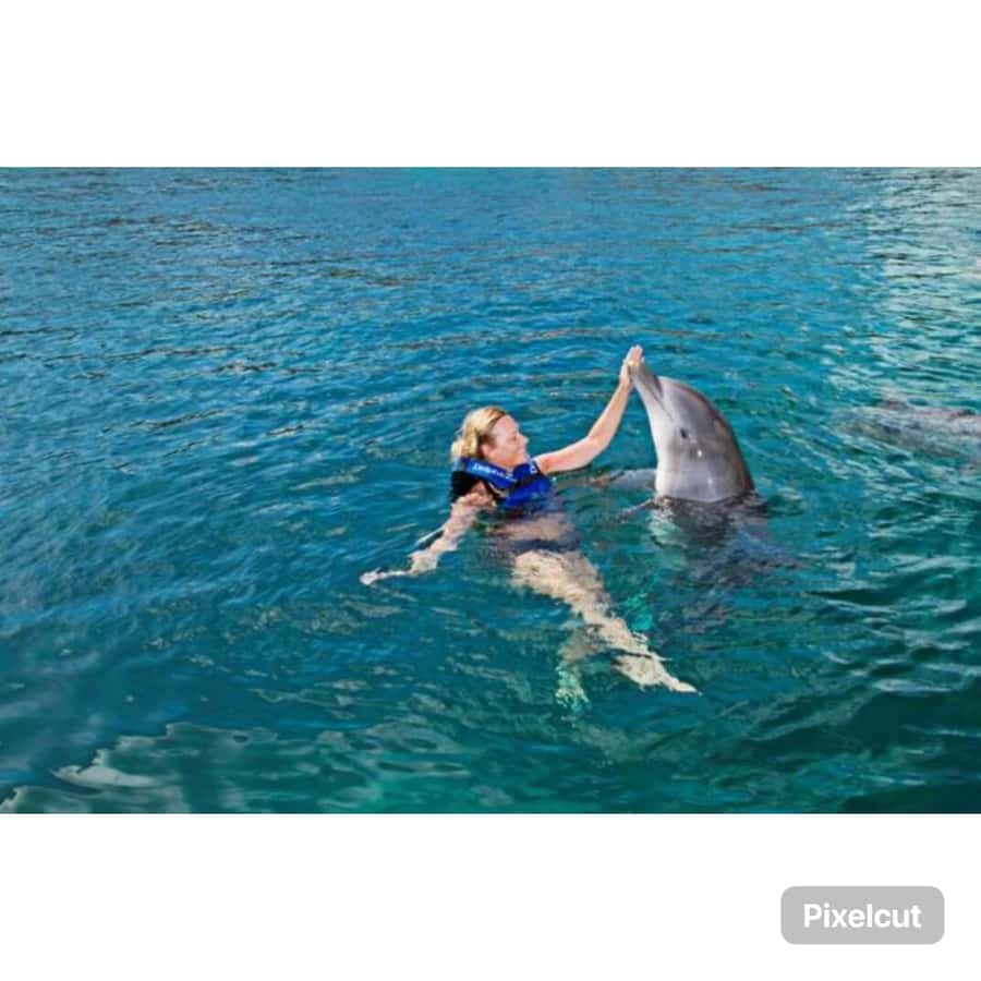 Punta Cana: Dolphin Park Entry and Swim with Dolphins