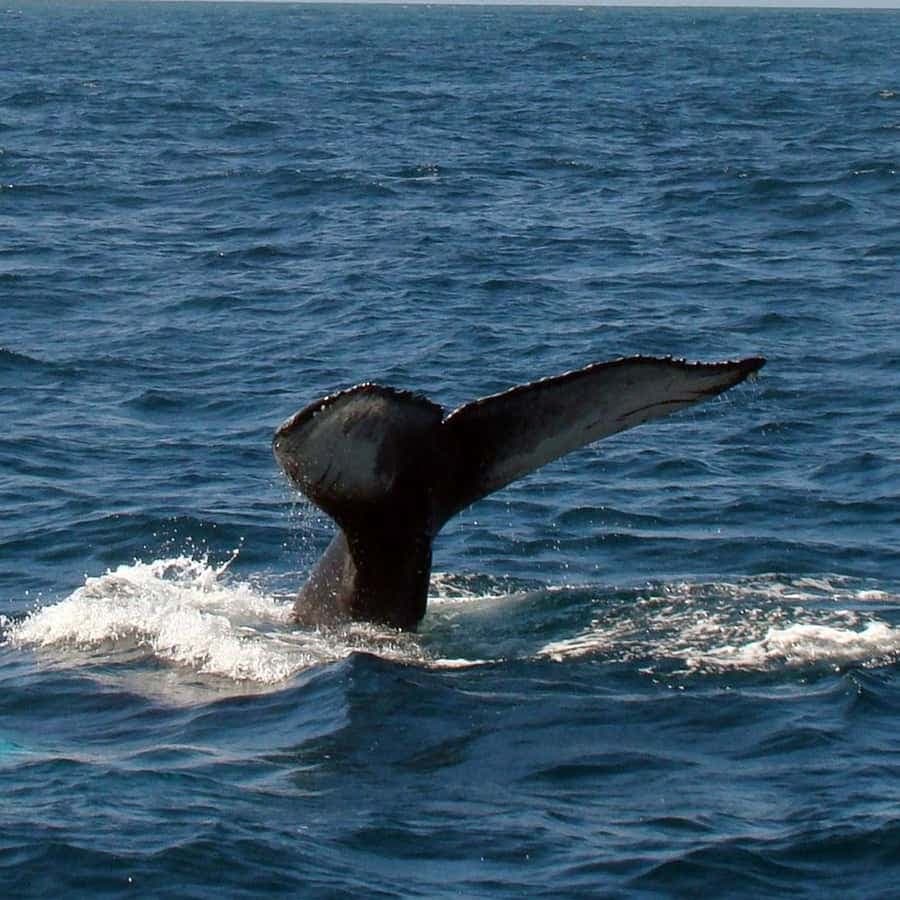 Boca Chica to Samaná Whale Watching | Private Catamaran Tour - Dominican Republic