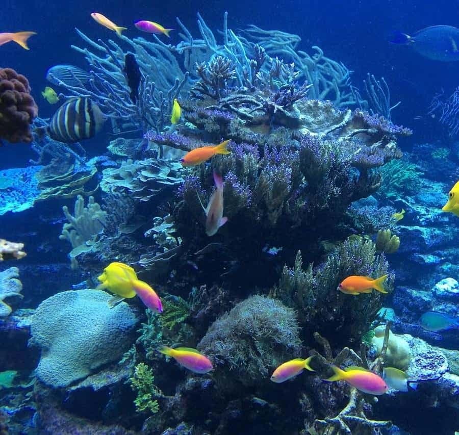 Punta Cana or La Romana: Catalina Island Tour and Snorkeling - Dominican Republic