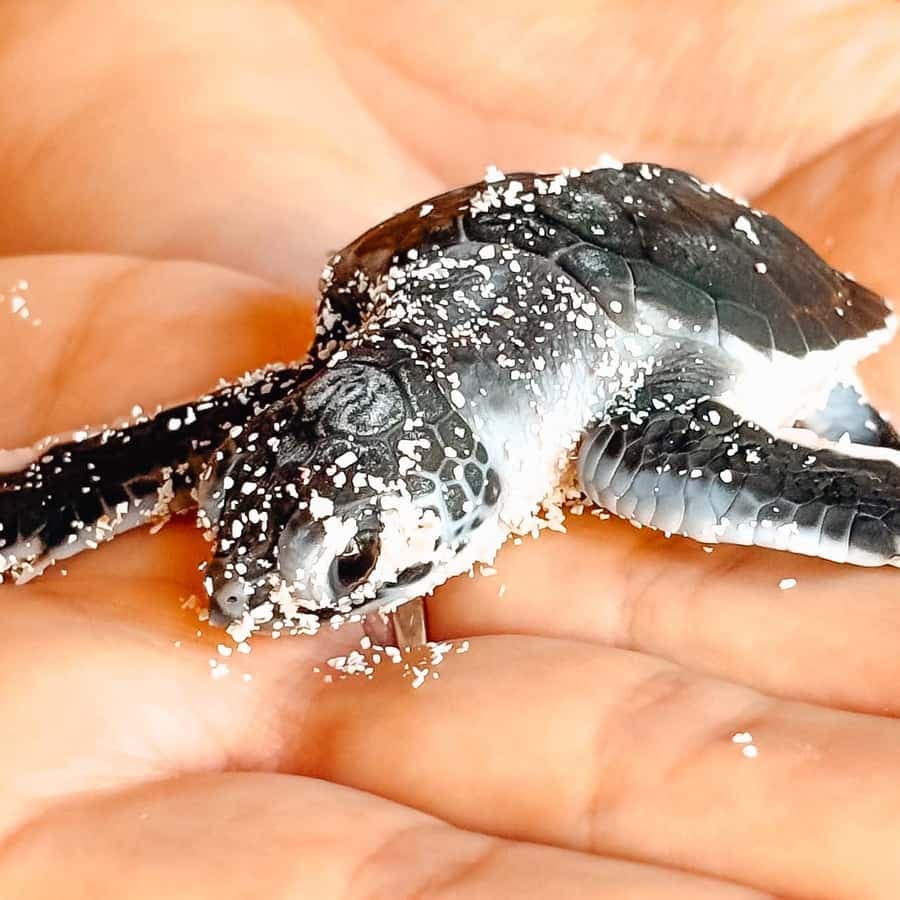 Isla Saona Wildlife Safari: Your All-Inclusive Escape