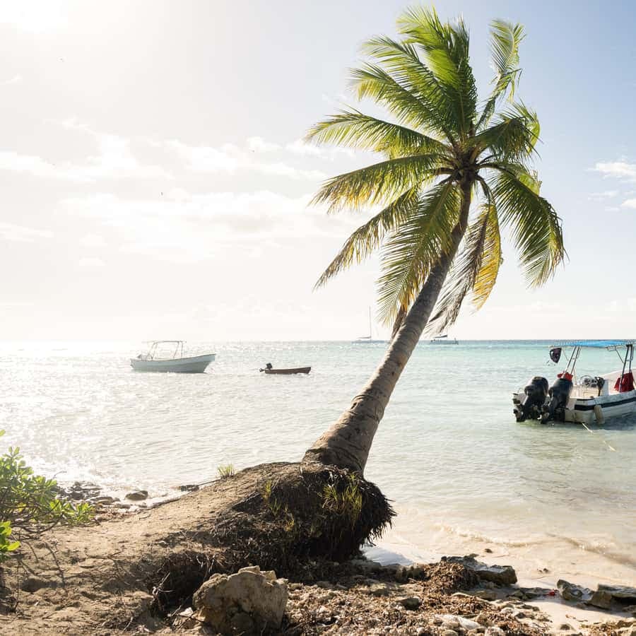 From Punta Cana: Saona Island Tour by Catamaran with Open Bar and Buffet