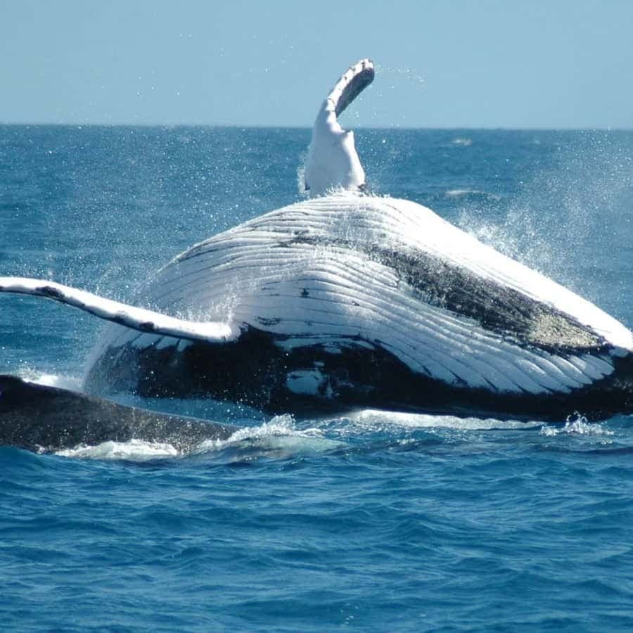 From Punta Cana: Sanctuary Whale Watching Day Trip - Dominican Republic