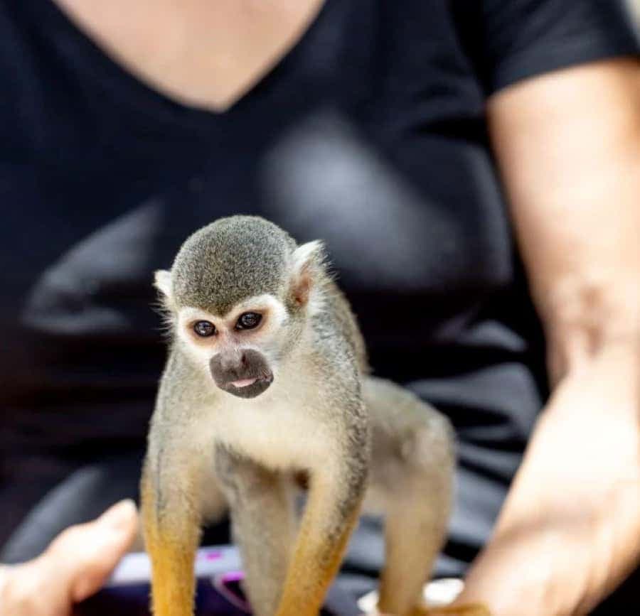 Punta Cana: Monkeyland Half-Day Tour with Snacks and Guide