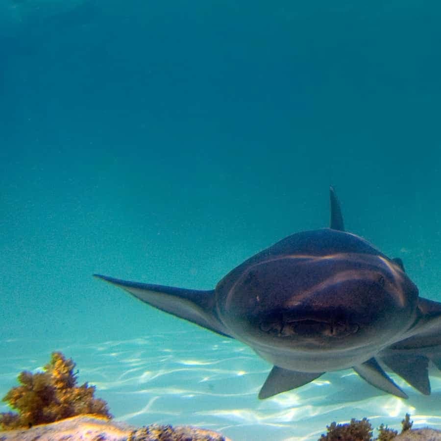 Punta Cana: Reef Explorer Access w/ Sharks & Stingrays Swim - Dominican Republic