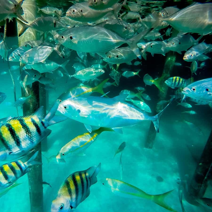 Punta Cana: Marinarium Snorkeling Cruise - Dominican Republic