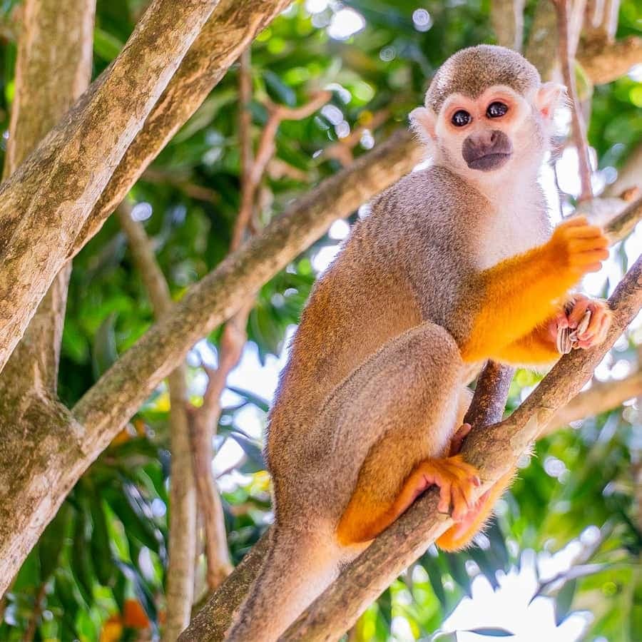 From Bayahibe: Half Day Monkeyland Safari