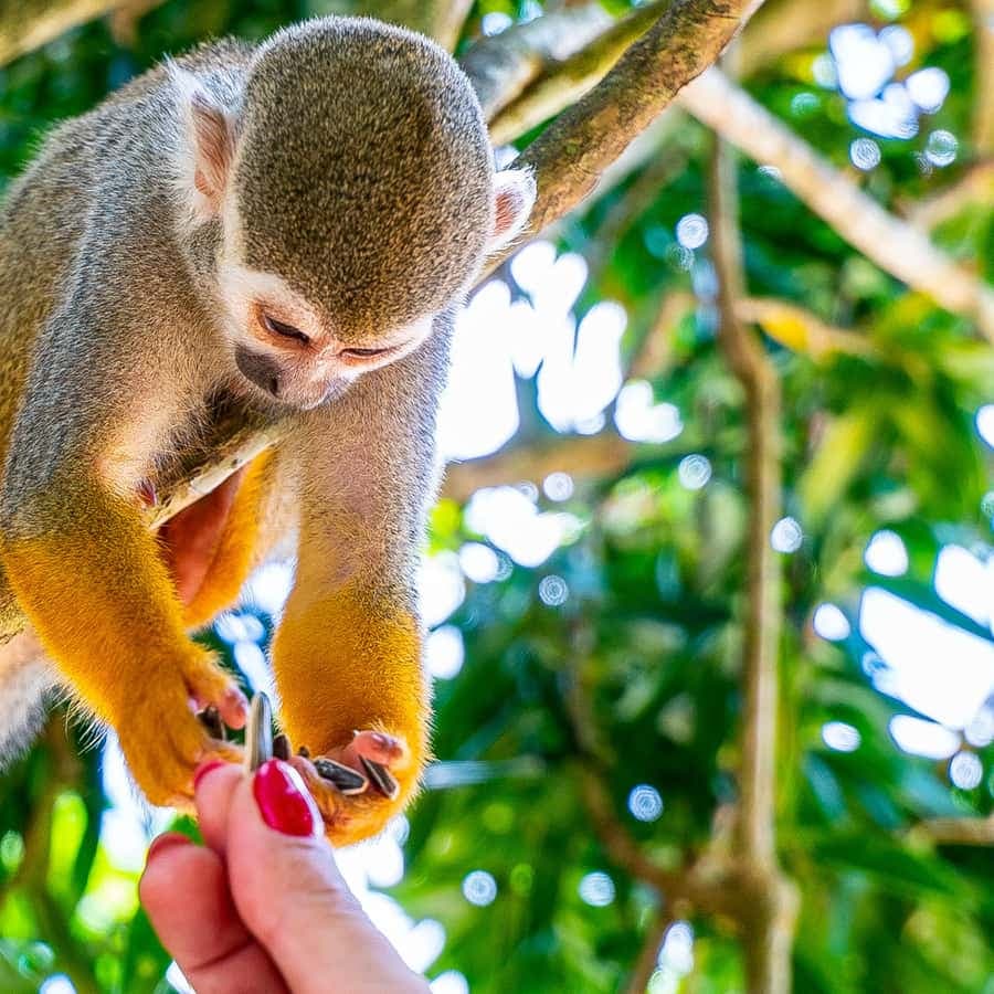 From Bayahibe: Half Day Monkeyland Safari