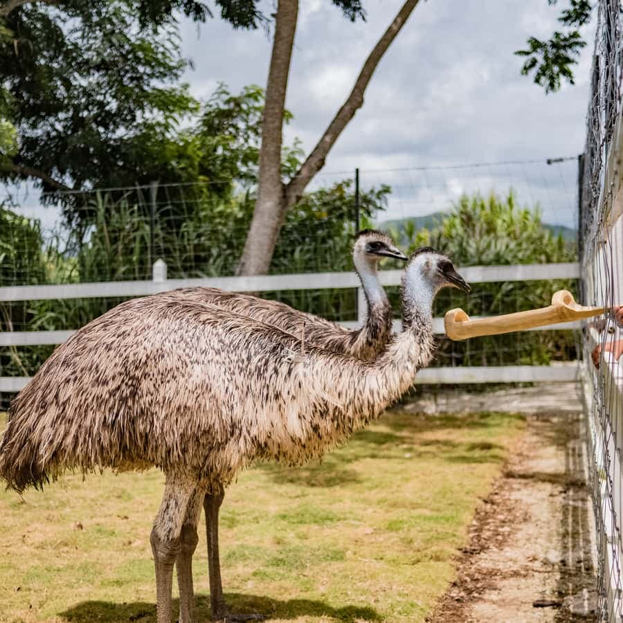 Eco Park Safari Adventure