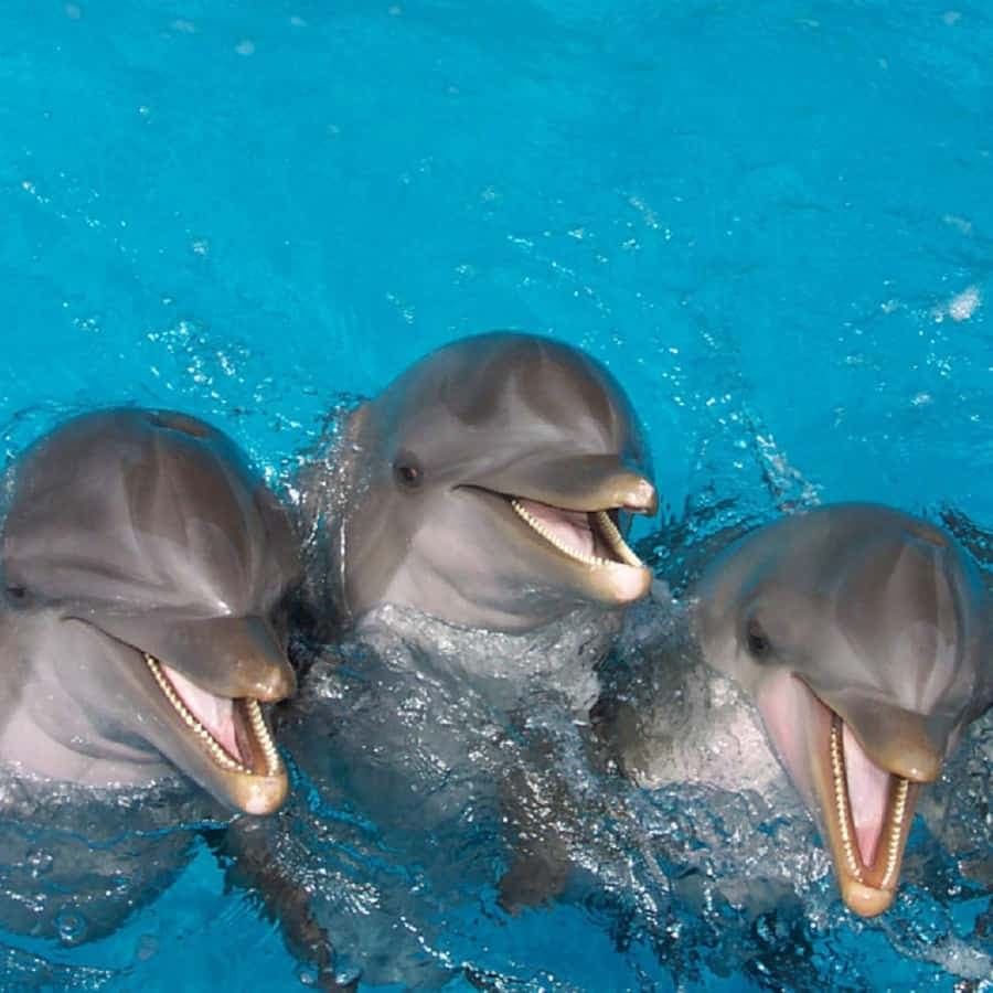 Punta Cana: Swim or Interact with Dolphins in the Sea