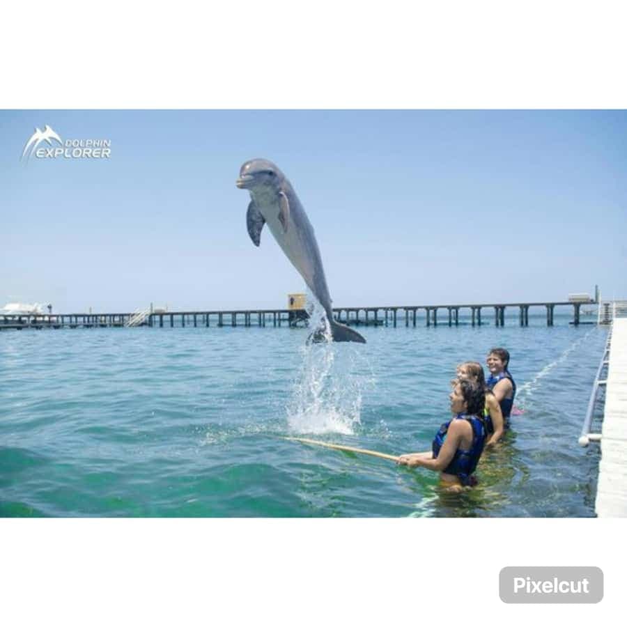 Punta Cana: Dolphin Park Entry and Swim with Dolphins