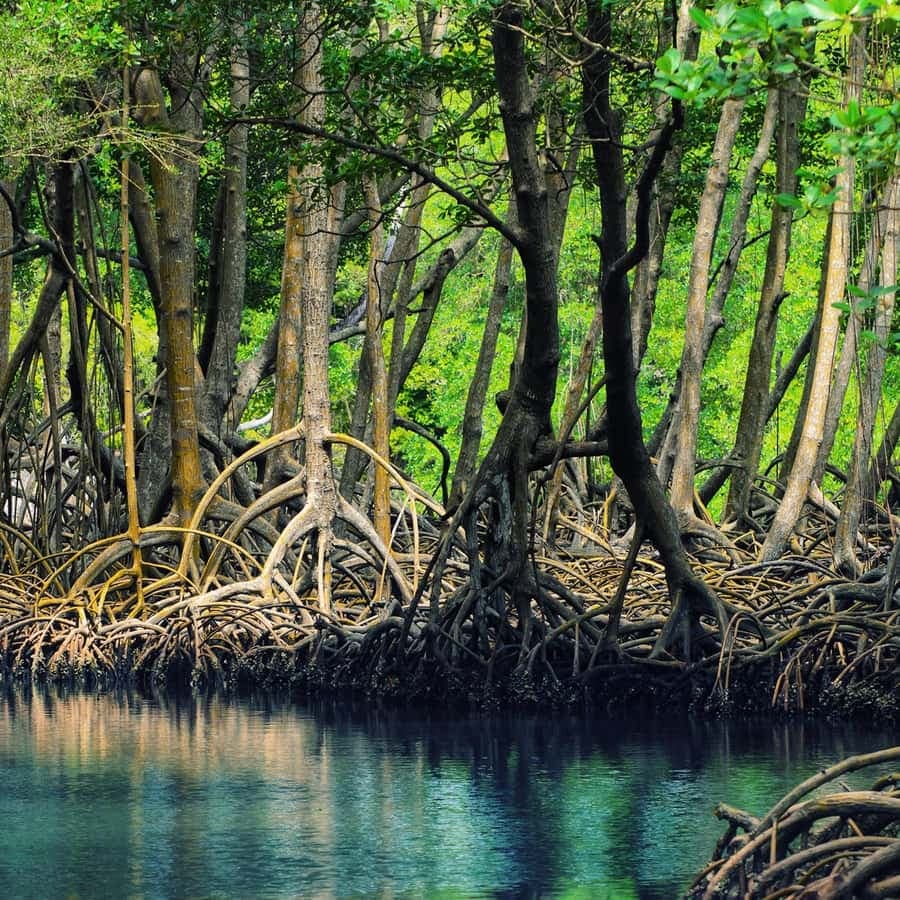 From Punta Cana: Los Haitises Guided Day Tour