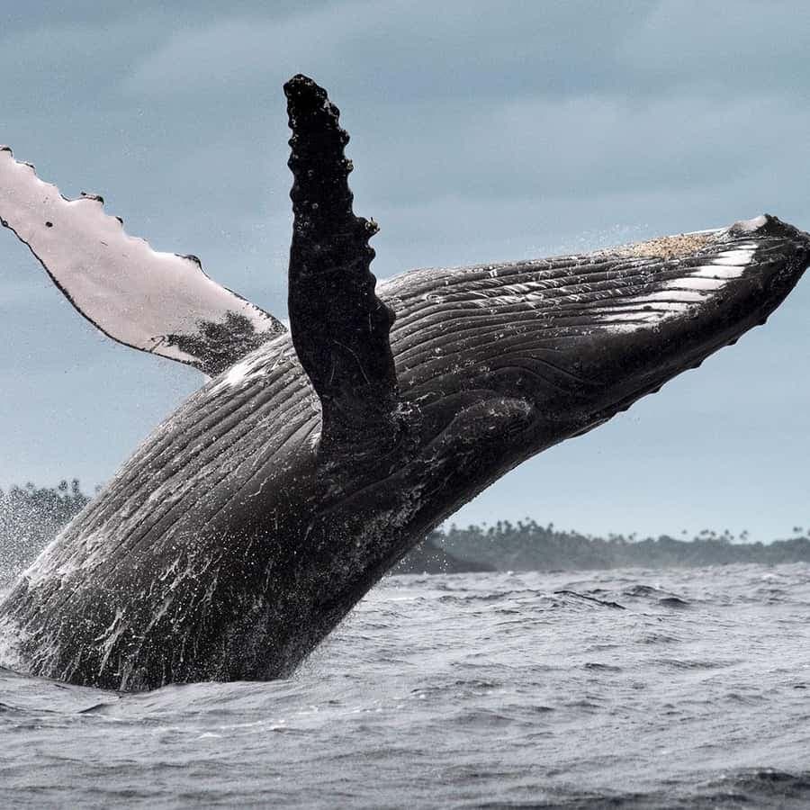 From Samaná: Whale Watching and Cayo Levantado Boat Tour