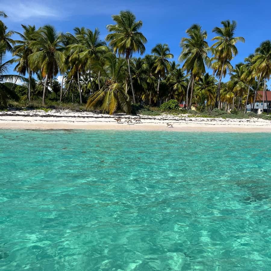 Saona Island: Small Group Virgin Beaches Cruise Day Trip - Dominican Republic