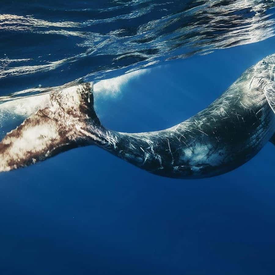 Punta Cana: Samana Whale Watching Cruise