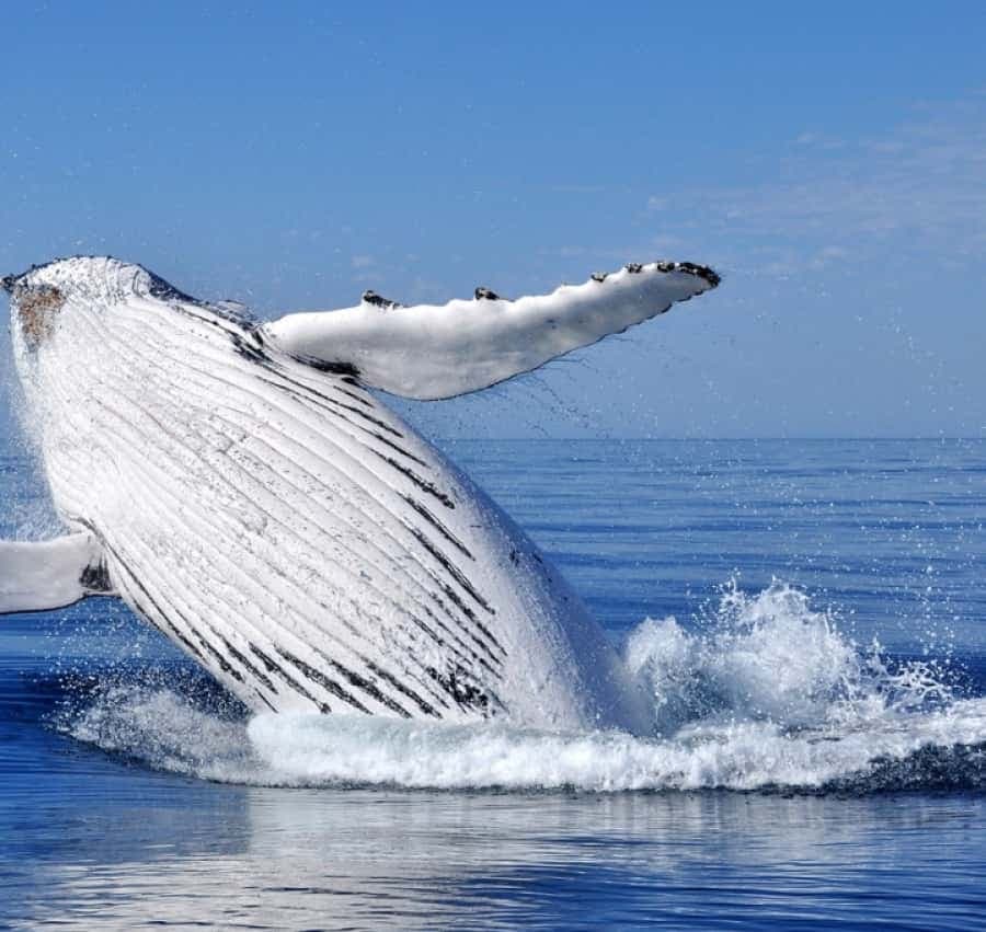 From Punta Cana: Whale Watching and Montana Redonda Tour