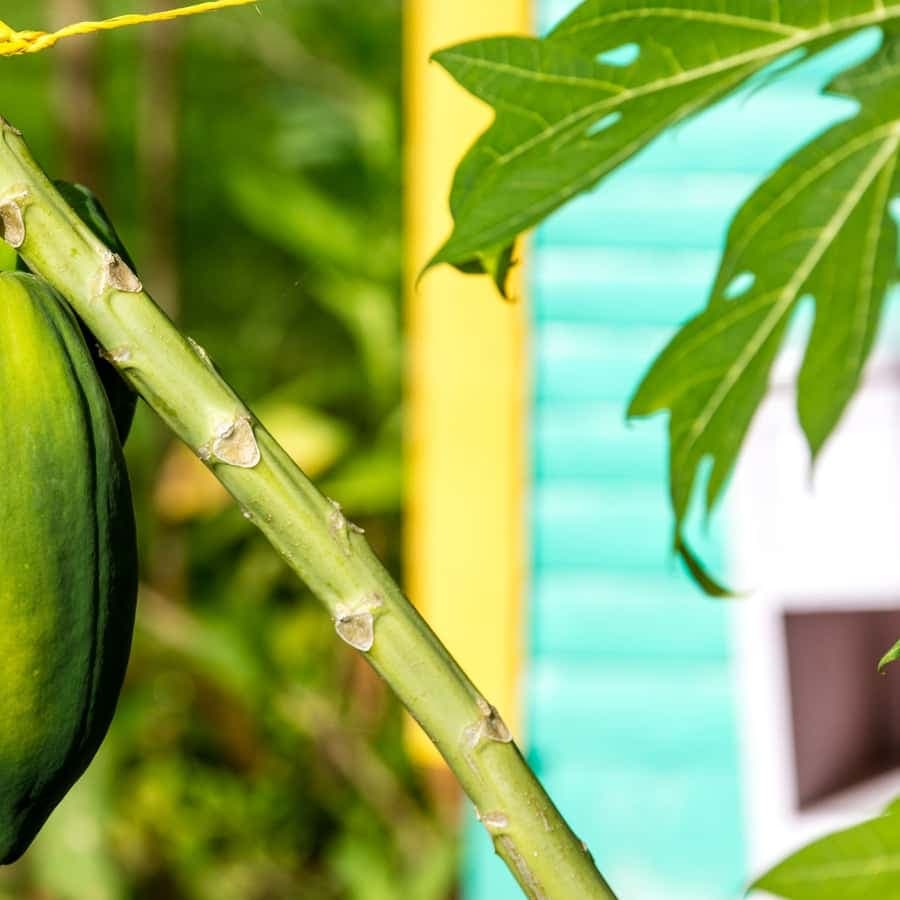 Higuey: Full-Day Tour with River Boat, Lunch, & Voodoo Show - Dominican Republic