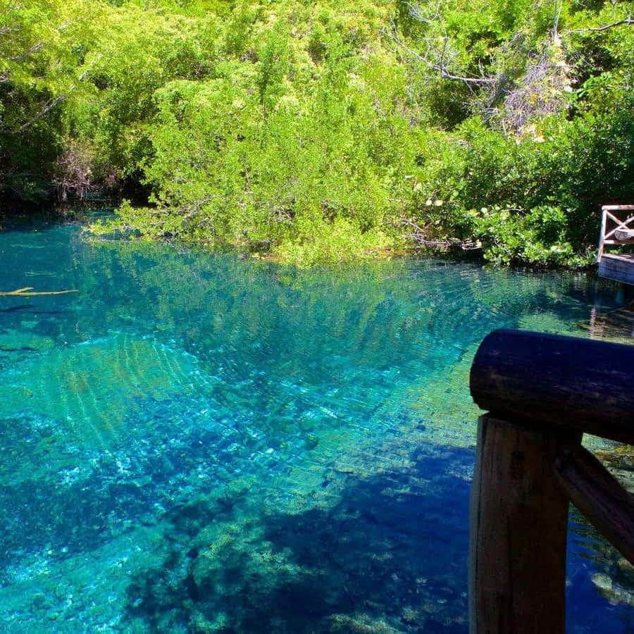 Wild On Punta Cana: Cruise with Snorkeling Half Day