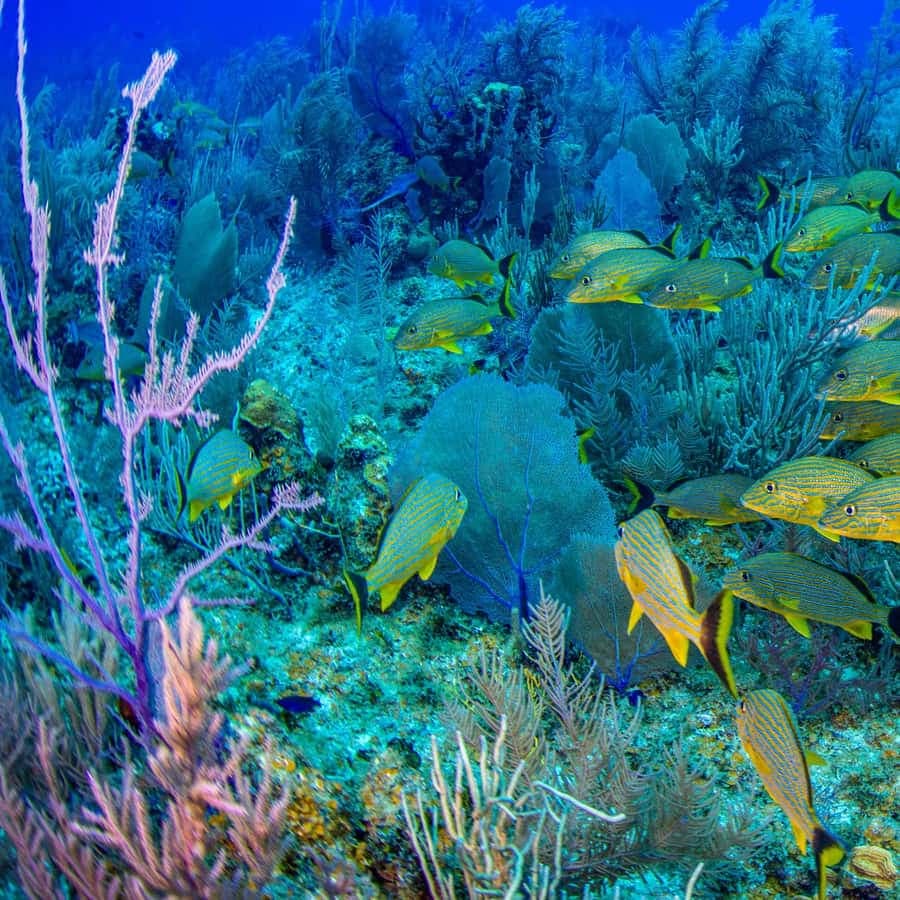 Bayahibe: Snorkeling Tour - Sea, Cotubanama park & Cenotes