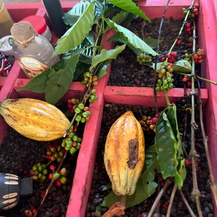 Buggy Tour in Punta Cana: Mamajuana - Coffee - Swimming in Cenote and Macao Beach