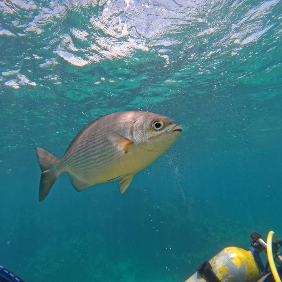 Punta Cana: Scuba Doo Adventure with Round-Trip Transfer
