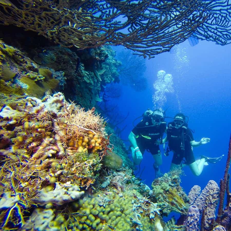 Punta Cana: Scuba Diving Adventure to Catalina Island - Dominican Republic
