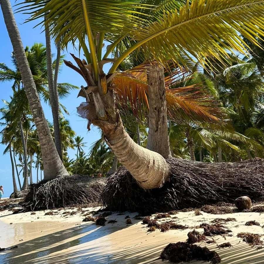 Excursión a Isla Saona desde Punta Cana (Todo incluido).