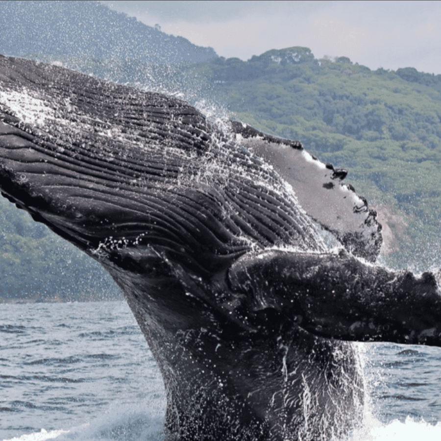 Punta Cana: Private Whale Watching Samana bay Half Day