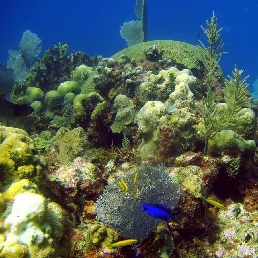 Saona Island in a semi-submarine and snorkeling.