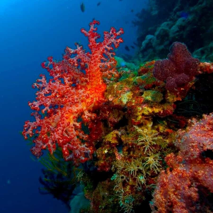 Punta Cana: Reef Diving Adventure Explore Underwater Wonders