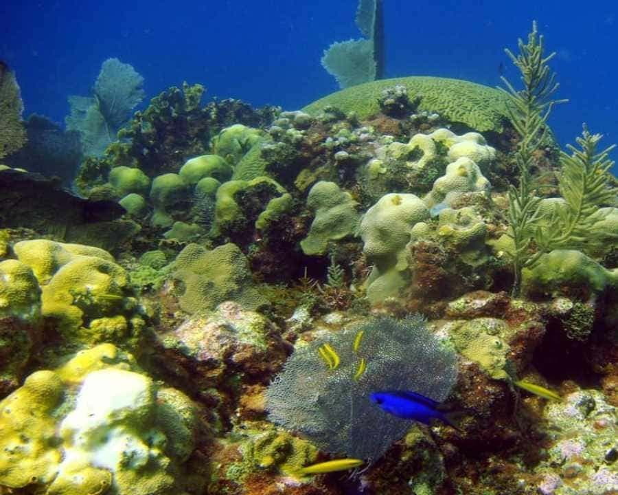 Saona Island Day Trip with Lunch and Open Bar at Punta Cana