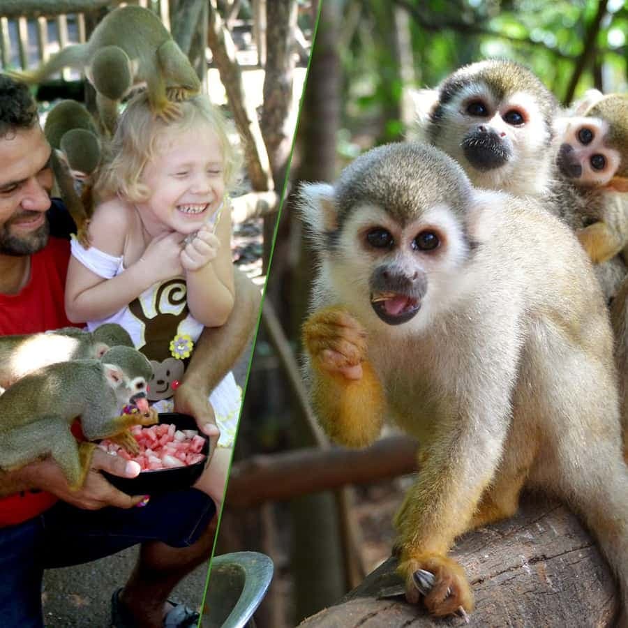 Monkey Encounter + ATV Riding Adventure – Puerto Plata