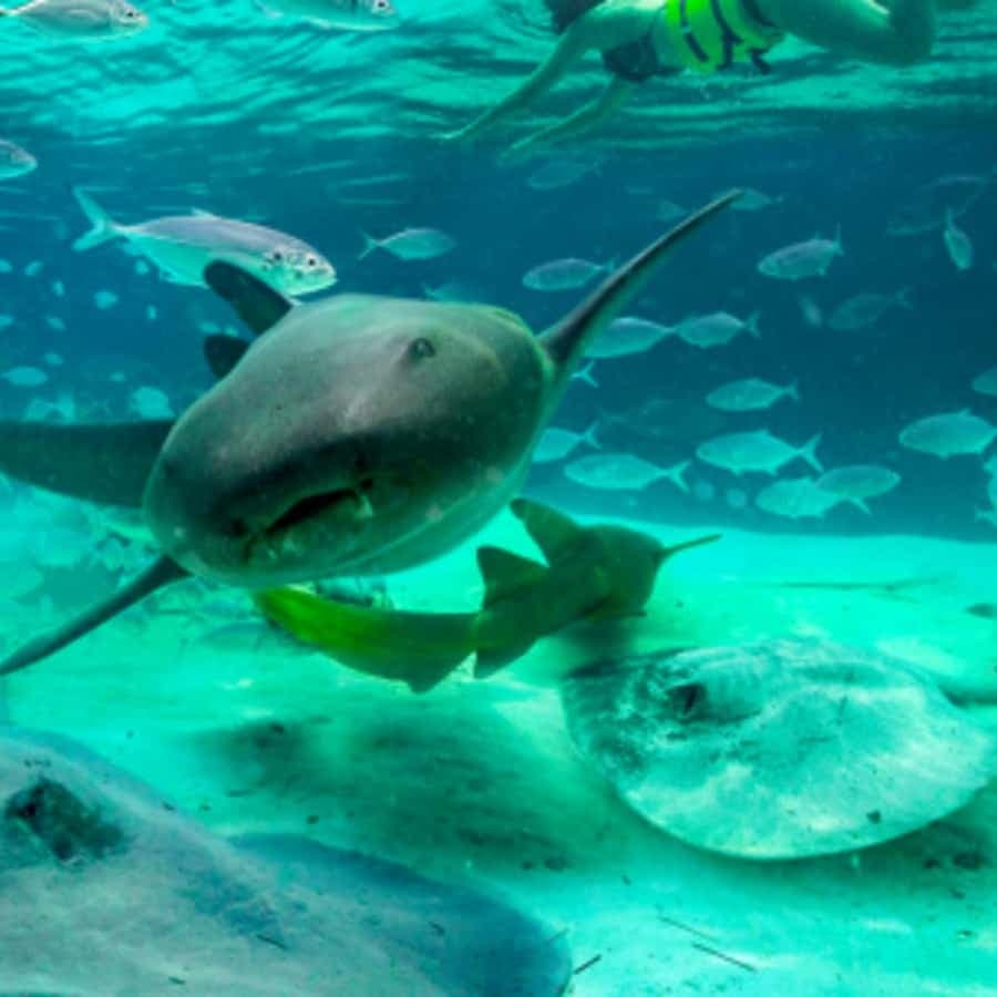 Punta Cana: Dolphin Experience - Dominican Republic