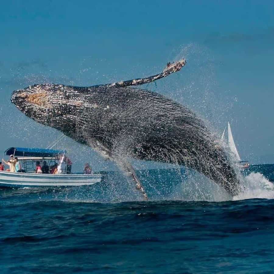 Punta Cana: Samaná Peninsula Whale Watching Day Trip