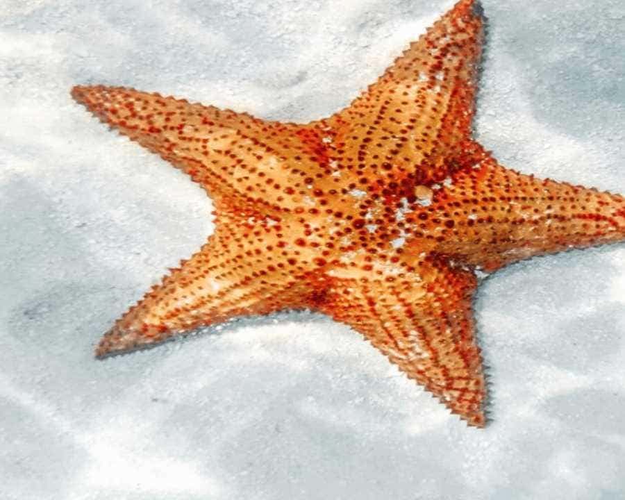Carnevial Shore Excursion: Saona Island with Speedboat Ride