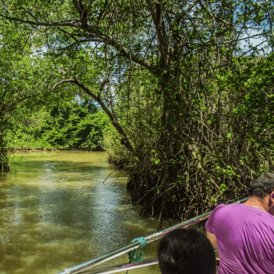 Punta Cana: Los Haitises & Caño Hondo natural pools Tour - Dominican Republic