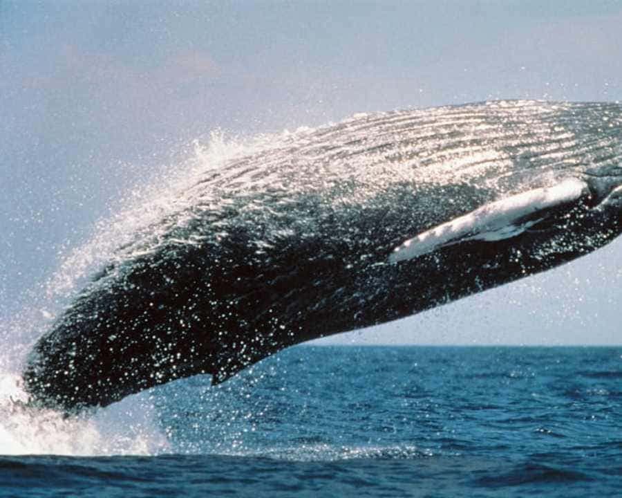 From Punta Cana: Samaná Whale Watching & Bacardi Island Tour - Dominican Republic