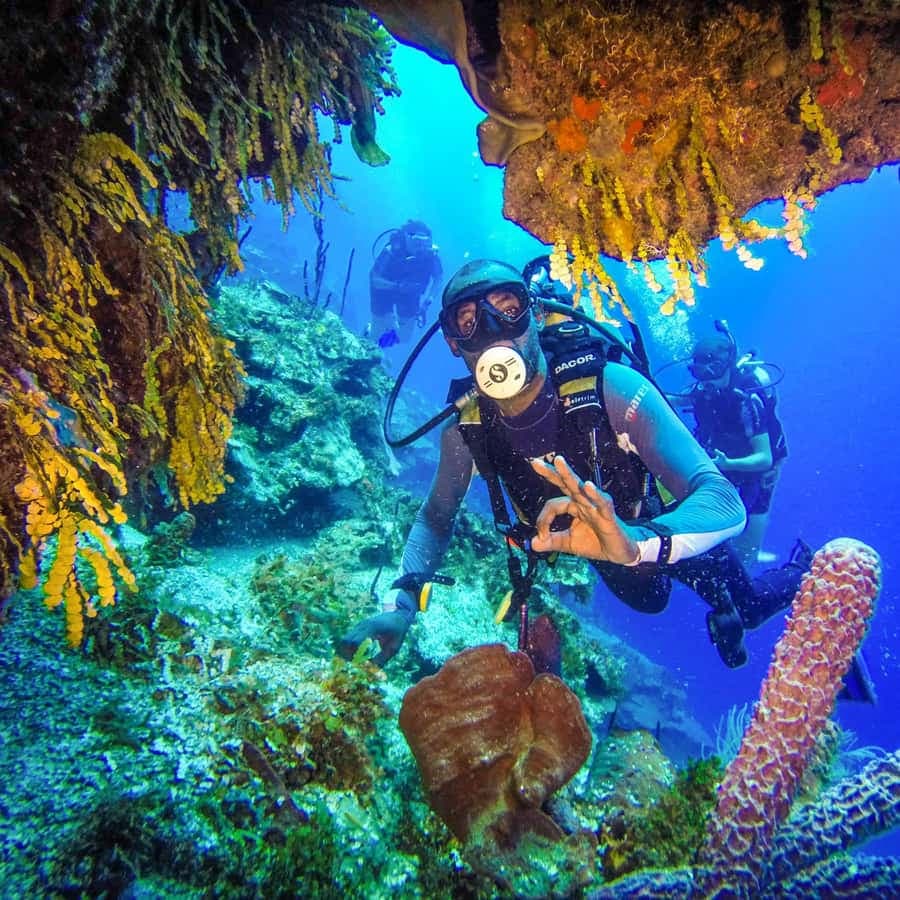 Punta Cana: Reef Diving Adventure Explore Underwater Wonders - Dominican Republic