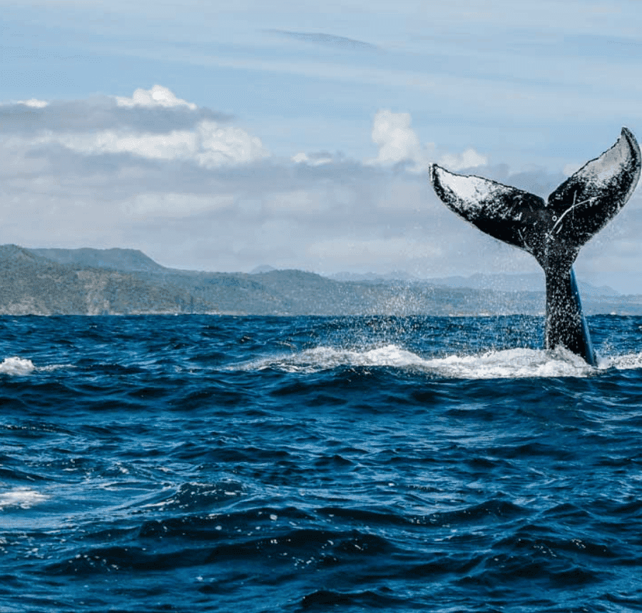 Samana: Whale-Watching and Cayo Levantado Full-Day Tour