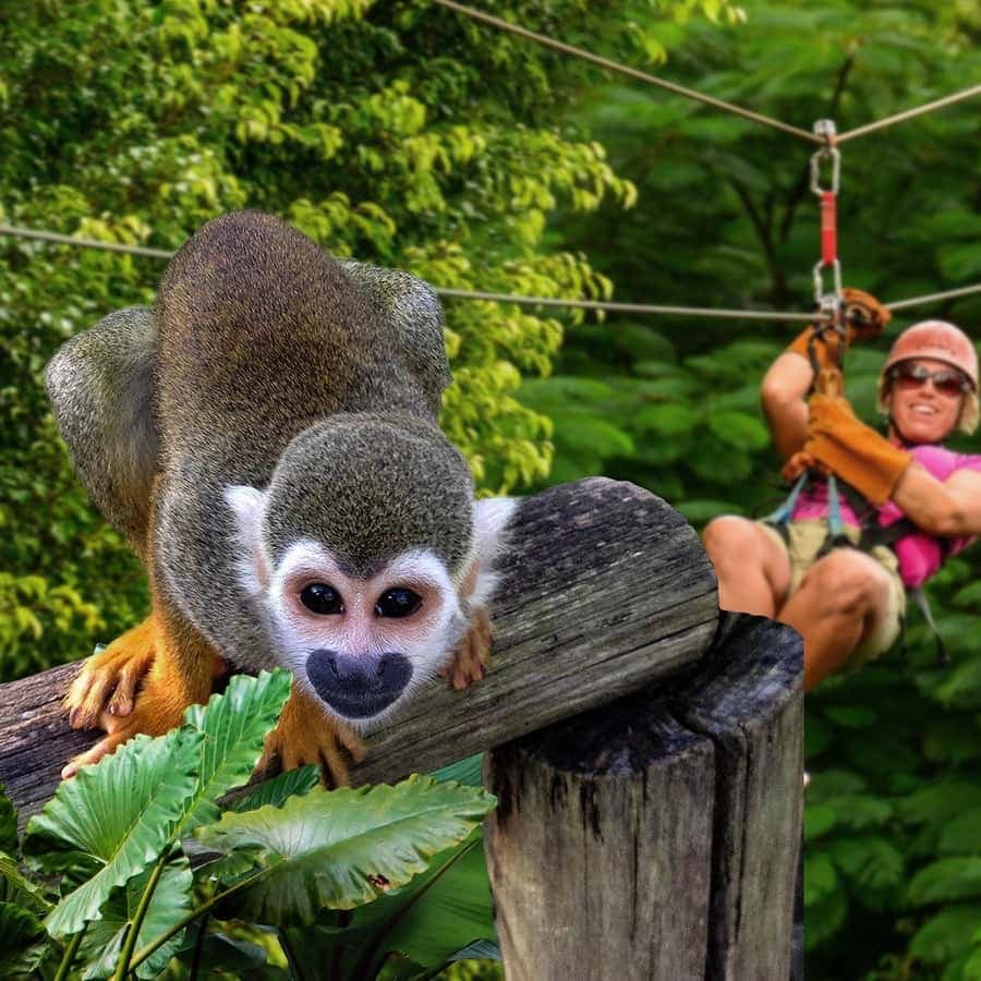 Monkeyland Punta Cana Natural Jungle and Guided Safari Tour