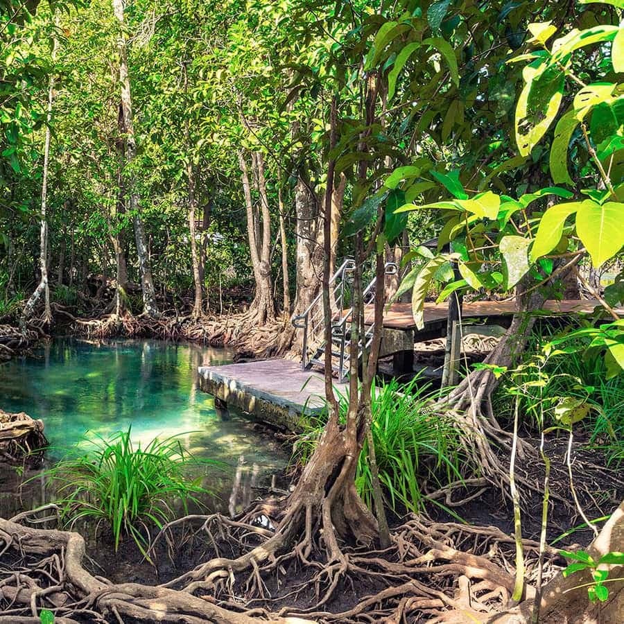 From Punta Cana: Los Haitises Tour: Mangroves, Caves + Round Mountain