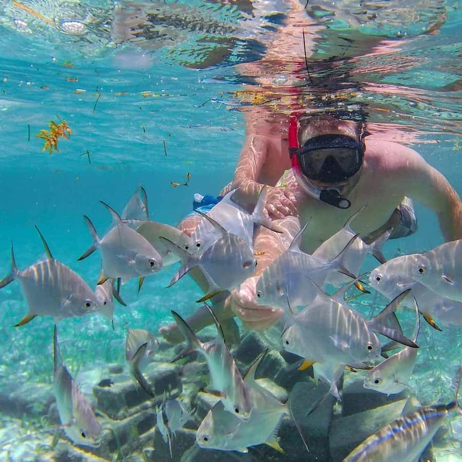 Punta Cana Coral Reef Restoration & Snorkelling Experience