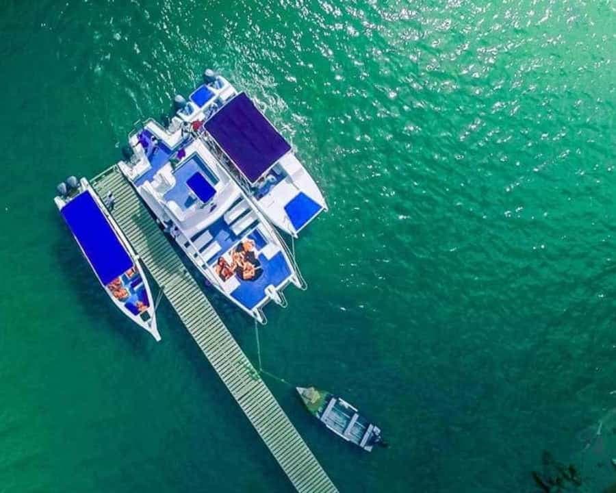From Punta Cana: Samaná Whale Watching & Bacardi Island Tour