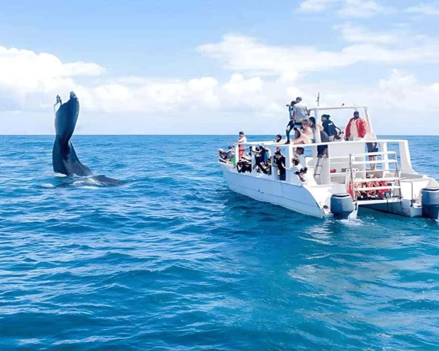 Punta Cana: Samaná Bay Whale Watching & Cayo Levantado