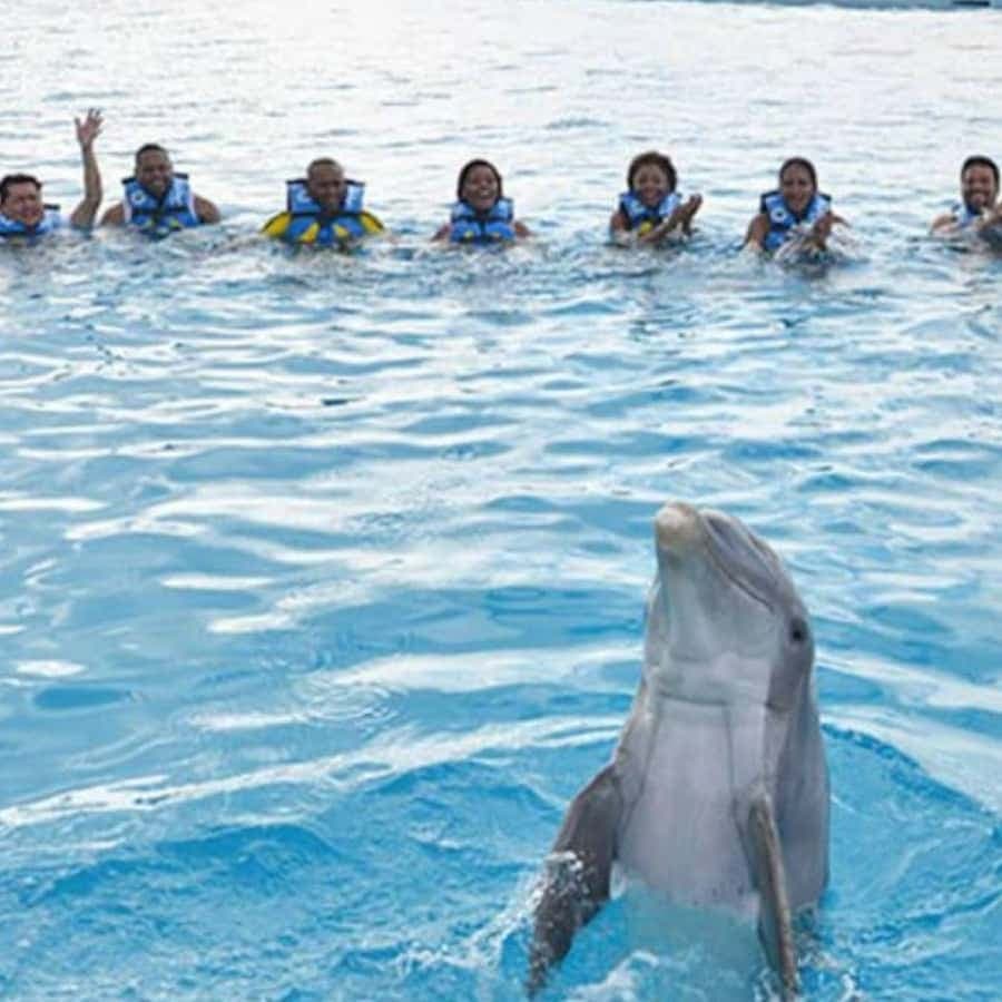 Punta Cana: Swimming with Dolphins. - Dominican Republic