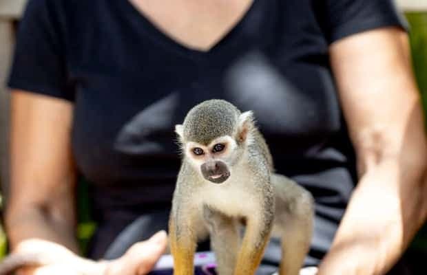 Punta Cana: Monkeyland Half-Day Tour with Snacks and Guide - Dominican Republic