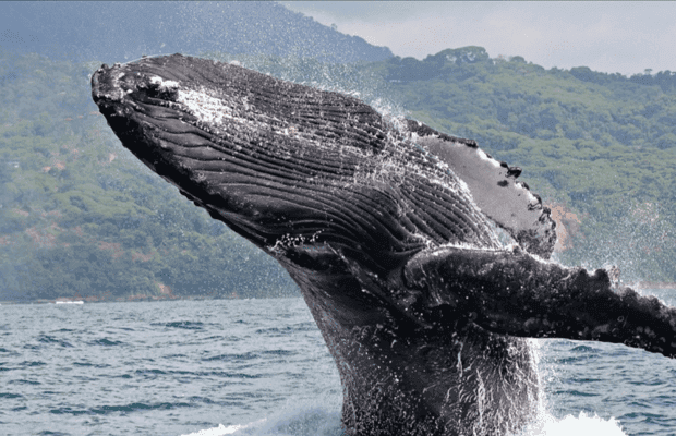 Punta Cana: Private Whale Watching Samana bay Half Day