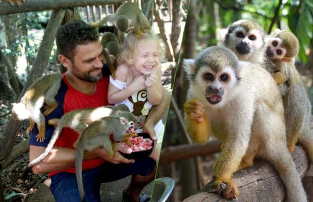 Monkey jungle tour + Transportation from cruise/hotel